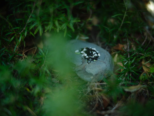 立春